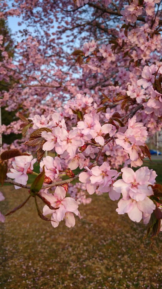 依田公園　桜