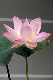 蓮の花
