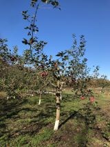 りんごの樹　リサイズ