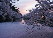 アウトプット弘前城　堀の桜（夕方）