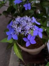 【お盆休みのお知らせ】8/13（水）～  8/15（金）はお盆休みとさせていただきます。