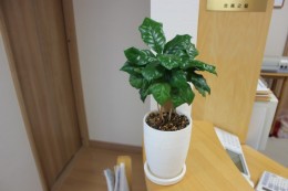 【休診のお知らせ】12月20日(土)　の診療（8：30時～12時）は都合により休診とさせて頂きます。